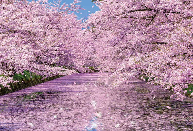 BEV-51-251　風景　弘前公園の桜　1000ピース　ジグソーパズル