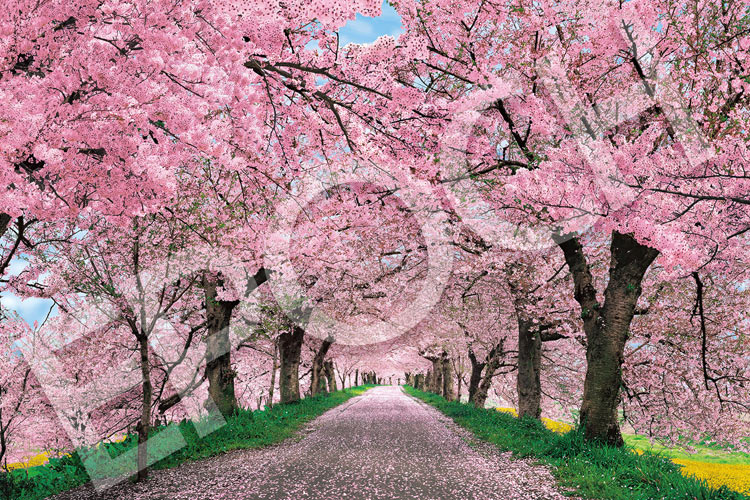 EPO-10-817s　風景　 桜に染まる権現堂堤  - 埼玉 　1000ピース　ジグソーパズル　［CP-NI］