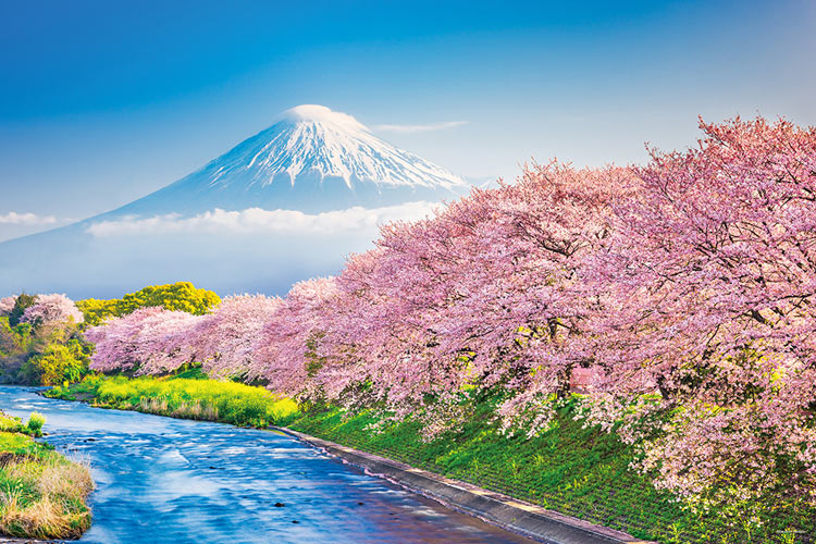 YAM-10-1387　風景　春爛漫の桜並木と富士山（静岡）1000ピース　ジグソーパズル　［CP-NI］