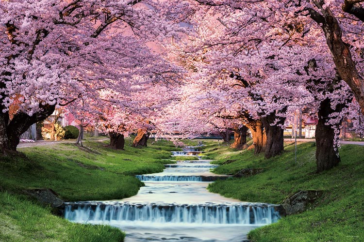 YAM-10-1410　風景　観音寺川の桜並木（福島）　1000ピース　ジグソーパズル
