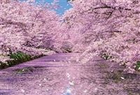 BEV-51-251　風景　弘前公園の桜　1000ピース　ジグソーパズル