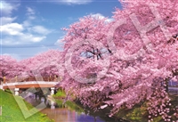 EPO-26-363s　風景　新河岸川の桜 - 埼玉　300ピース　ジグソーパズル