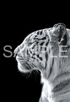 EPO-71-687　ペット・動物　The Zoological Garden 〜言葉のない対話〜　ホワイトタイガー　300ピース　ジグソーパズル
