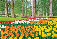 EPO-79-368　風景　チューリップ咲くキューケンホフ公園　−オランダ　450ピース　ジグソーパズル