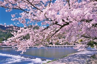 YAM-10-1388　風景　嵐山染める満開桜（京都）1000ピース　ジグソーパズル　［CP-NI］