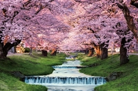 YAM-10-1410　風景　観音寺川の桜並木（福島）　1000ピース　●予約　ジグソーパズル