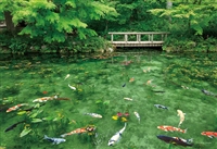 YAM-35-27　風景　踊る色彩モネの池 (岐阜)　500ピース　ジグソーパズル