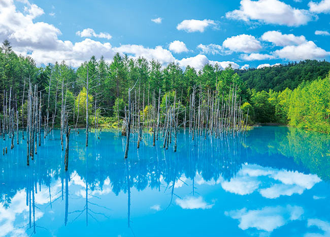 美瑛白金(びえいしろがね）の青い池 （風景）　500ピース　ジグソーパズル　APP-500-263