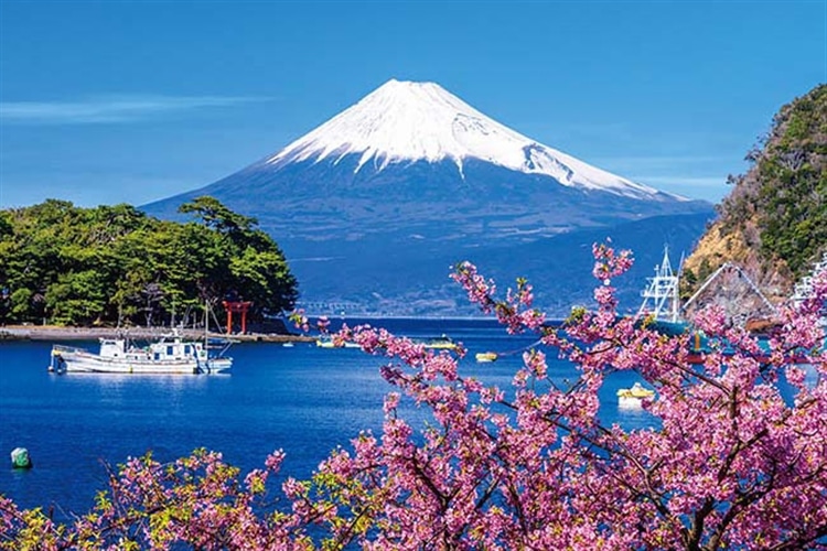 春来る 富士と河津桜 1000ピース ジグソーパズル ●予約 APP-1000-932 50×75cm