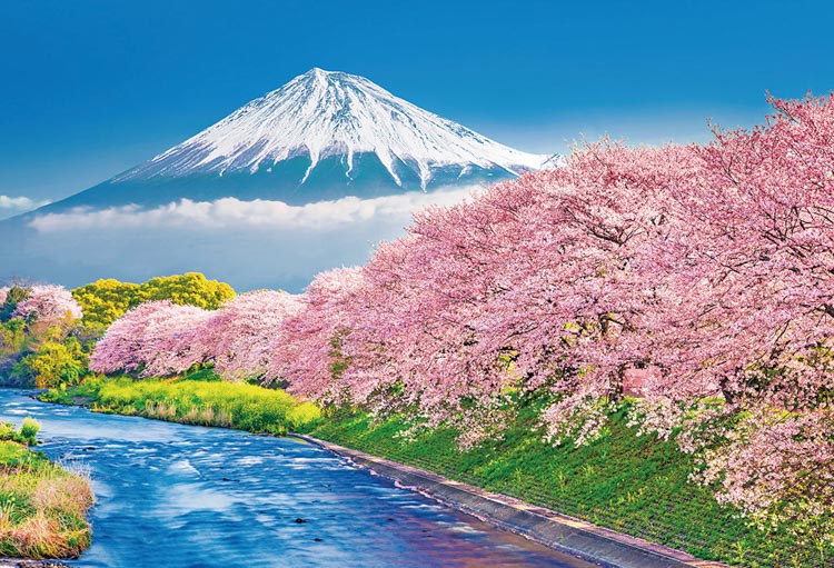 富士と潤井川の桜並木（風景）　1000ピース　ジグソーパズル　BEV-1000-014　［CP-FJ］