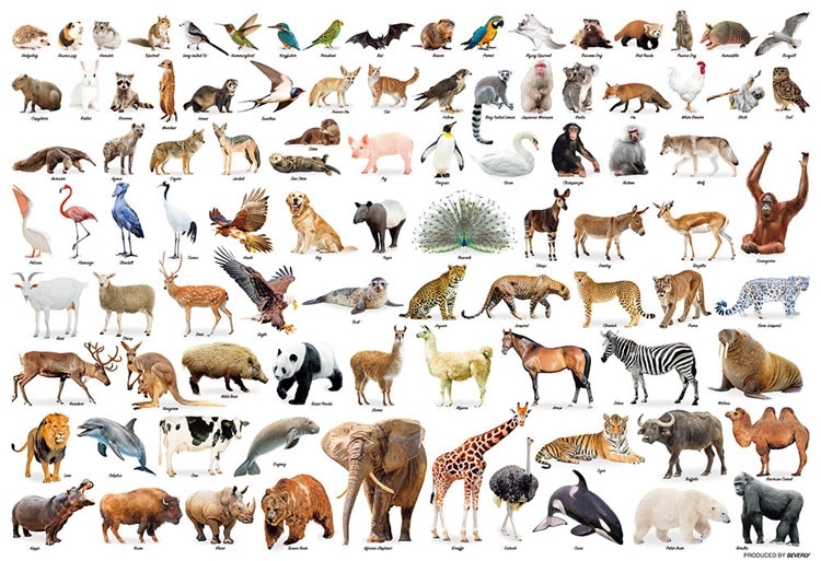 Animal Collection　300ピース　ジグソーパズル　●予約　BEV-300-210 26×38cm