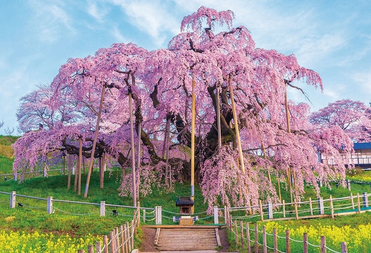 春彩の三春滝桜 1000ピース ジグソーパズル ●予約 BEV-1000-189 49×72cm