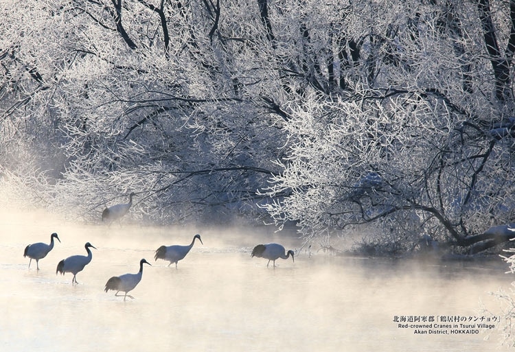 北海道阿寒郡「鶴居村のタンチョウ」　300ピース　ジグソーパズル　●予約　CUT-300-475 26×38cm