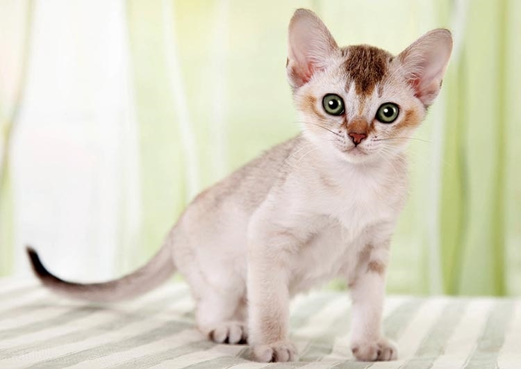 シンガプーラ　108ピース　ジグソーパズル　EPO-71-349　［CP-CA］ 18.2×25.7cm