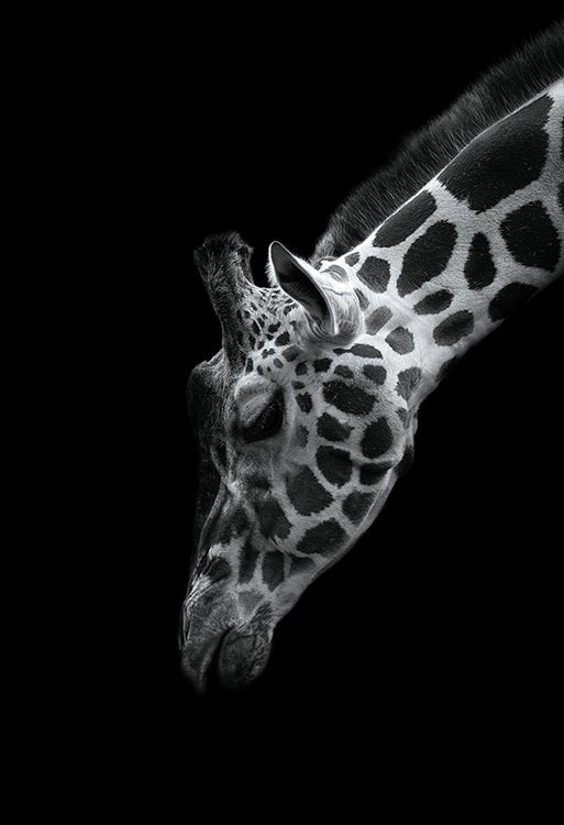 The Zoological Garden ～言葉のない対話～ キリン　300ピース　ジグソーパズル　EPO-71-685　［CP-SS］ 26×38cm