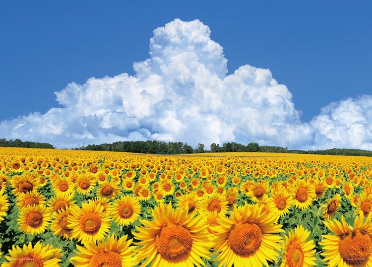 向日葵の丘と入道雲（北海道）　500ピース　ジグソーパズル　●予約　YAM-05-1102　［CP-JS］ 38×53cm