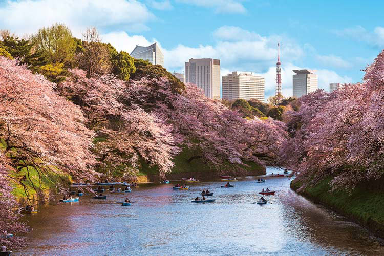 千鳥ヶ淵の花見桜(東京)　1000ピース　ジグソーパズル　YAM-10-1436　［CP-SS］ 50×75cm