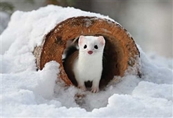 森の妖精 オコジョ 　300ピース　ジグソーパズル　●予約　APP-300-398