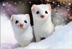 ひょっこりエゾオコジョ　 　300ピース　ジグソーパズル　●予約　BEV-300-188