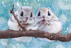 もちふわエゾモモンガ　 　300ピース　ジグソーパズル　●予約　BEV-300-189