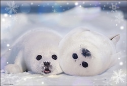 アザラシの幼稚園　 　300ピース　ジグソーパズル　●予約　BEV-300-190