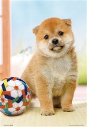 まんまる柴犬　 　300ピース　ジグソーパズル　●予約　BEV-300-191