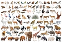 Animal Collection　1000ピース　ジグソーパズル　●予約　BEV-1000-175
