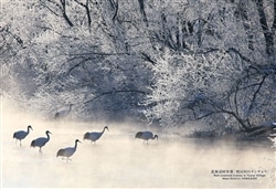 北海道阿寒郡「鶴居村のタンチョウ」　300ピース　ジグソーパズル　●予約　CUT-300-475