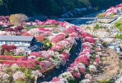 長野県下伊那郡「阿智村 花桃の里」　300ピース　ジグソーパズル　●予約　CUT-300-476