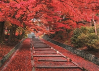 紅葉の毘沙門堂参道ー京都 （風景）　500ピース　ジグソーパズル　EPO-05-114