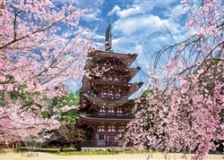 醍醐寺の桜と五重塔ー京都 （国内風景）　500ピース　ジグソーパズル　●予約　EPO-07-472s　［CP-NV］