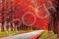 紅葉のメタセコイアの並木道 -滋賀（風景）　1000ピース　ジグソーパズル　EPO-09-019s