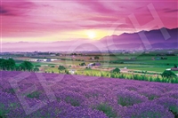 ラベンダー色の富良野-北海道 （風景）　1000ピース　ジグソーパズル　EPO-09-052s