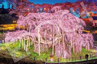 三春の滝桜-福島 （国内風景）　1000ピース　ジグソーパズル　EPO-09-058s　［CP-SK］