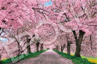 桜に染まる権現堂堤  - 埼玉  （風景）　1000ピース　ジグソーパズル　EPO-10-817s　［CP-SA］