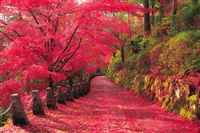 吉野山の紅葉景-奈良（風景）　2016ピース　ジグソーパズル　EPO-23-607s