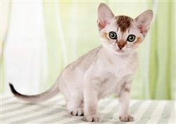 シンガプーラ　108ピース　ジグソーパズル　EPO-71-349　［CP-CA］