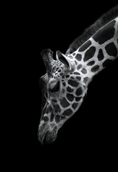 The Zoological Garden ～言葉のない対話～ キリン　300ピース　ジグソーパズル　EPO-71-685　［CP-SS］