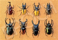甲虫ミュージアム 　300ピース　ジグソーパズル　EPO-79-526s