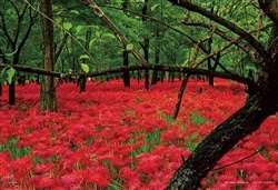 巾着田曼殊沙華公園（埼玉）　300ピース　ジグソーパズル　YAM-03-944　［CP-WS］