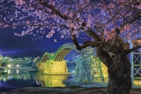 錦帯橋の夜桜 （国内風景）　1000ピース　ジグソーパズル　YAM-10-1364　［CP-SK］