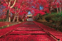 秋色の紅葉参道（京都） （風景）　1000ピース　ジグソーパズル　YAM-10-1400