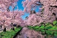 桜雲の弘前公園（青森） （国内風景）　1000ピース　ジグソーパズル　YAM-10-1455　［CP-SK］