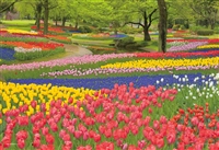花咲く昭和記念公園（東京） （風景）　108ピース　●予約　ジグソーパズル　YAM-01-2090　［CP-JP］
